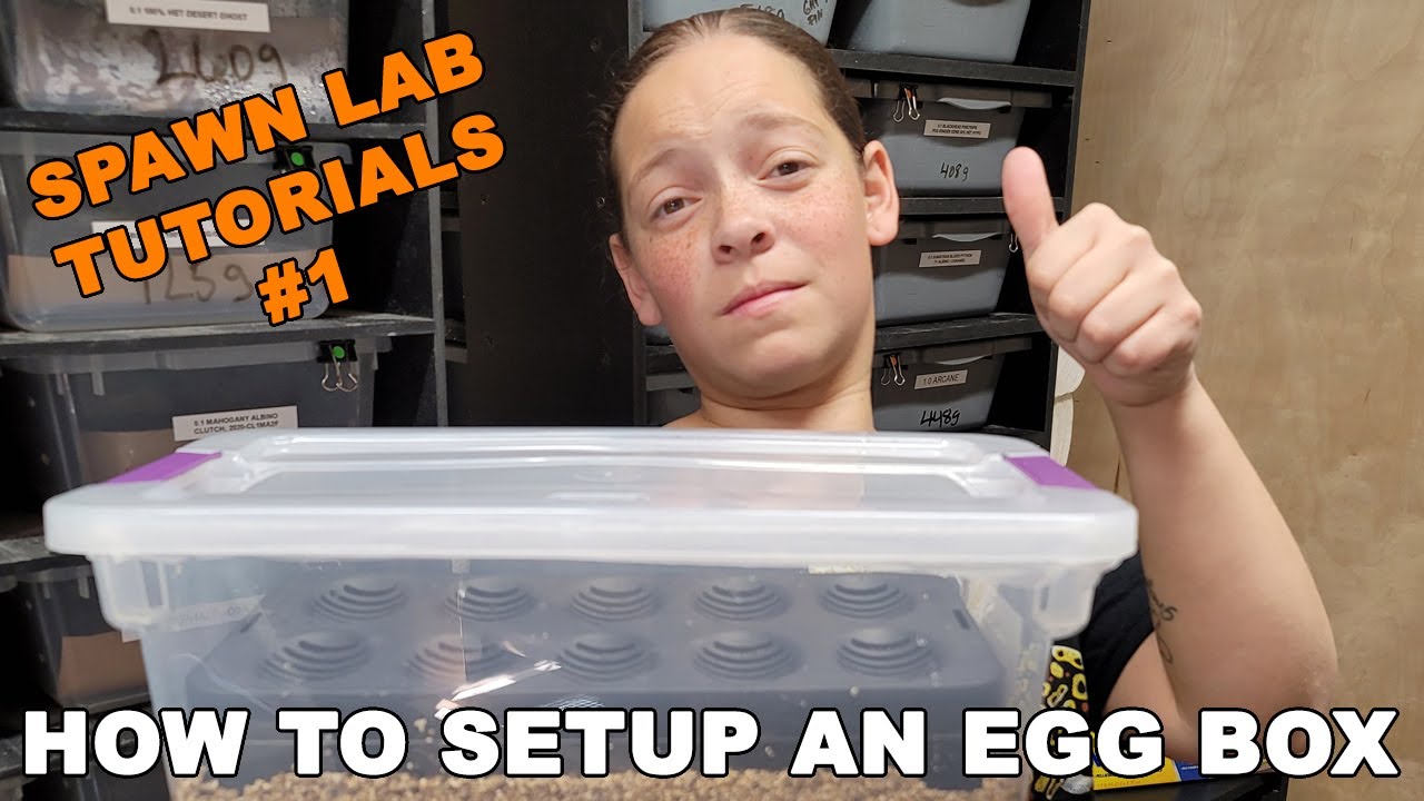 How to set up an Egg Box