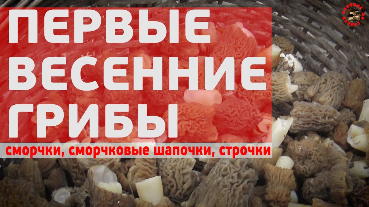 Первые весенние грибы начинаются: сморчки конические, сморчковые шапочки, строчки гигантские
