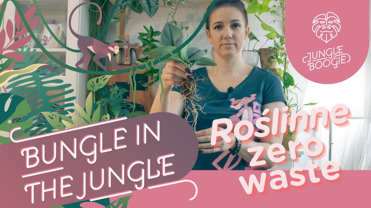 Scindapsus Moonlight (Treubii) pielęgnacja | jak mieć gęstą roślinę? - roślinne zero waste!