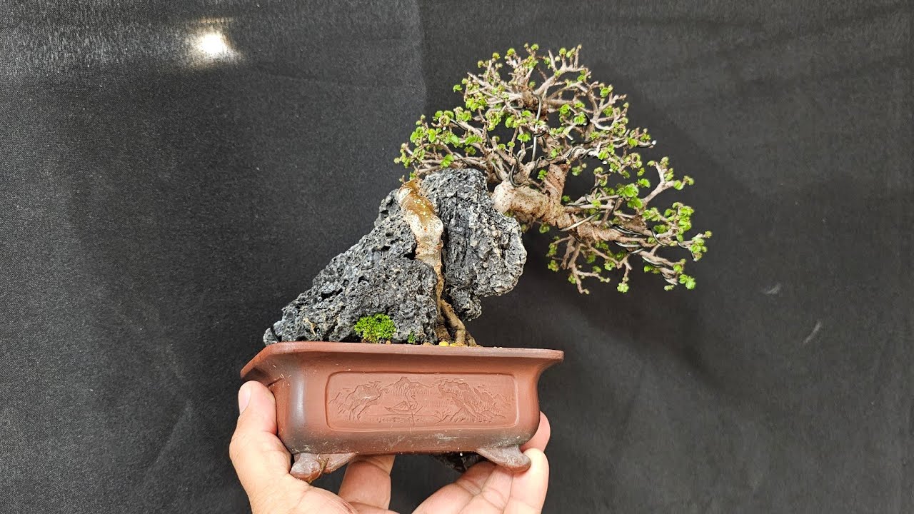 How to make chinese elm bonsai root over rock