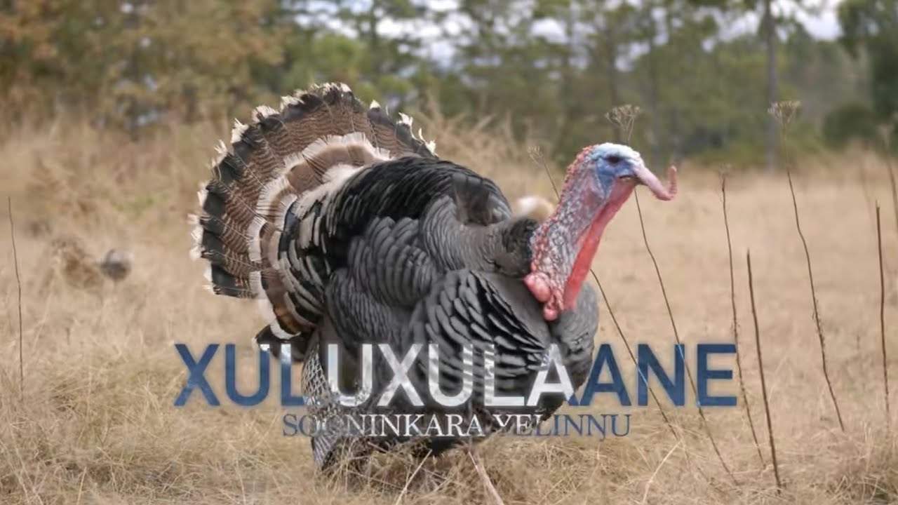 Xulixulaane