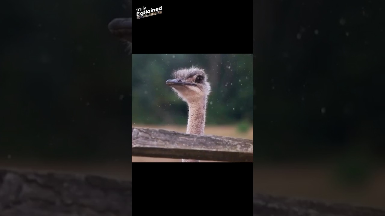 Australian military operation against Emu birds - Mystery fact on emu 