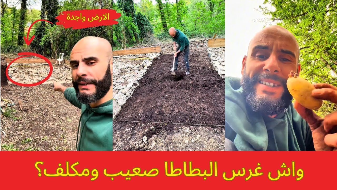 أجي تشوفو كيفاش كنغرس بطاطا | خطوة بخطوة 🥔🚜