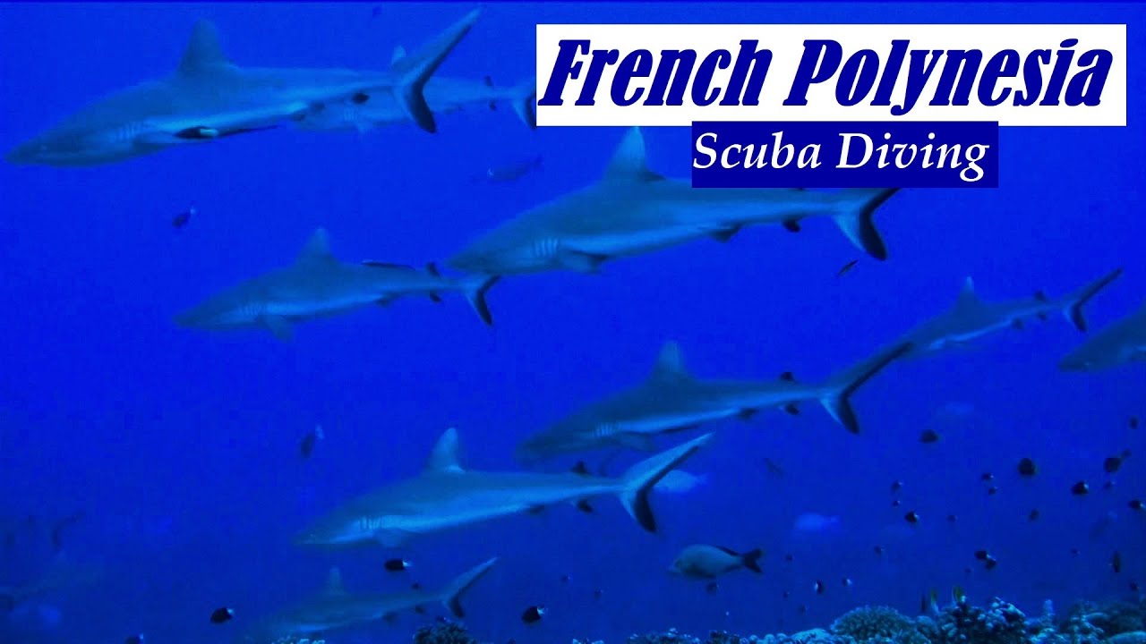 French Polynesia | Scuba Diving | Bora Bora | Tahiti | Moorea