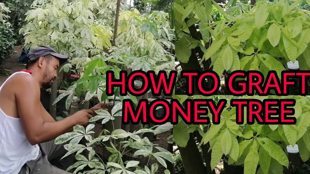 HOW TO GRAFT MONEY TREE | GRAFTING RESULT OF VARIEGATED MONEY TREE | PRICES OF MONEY TREE