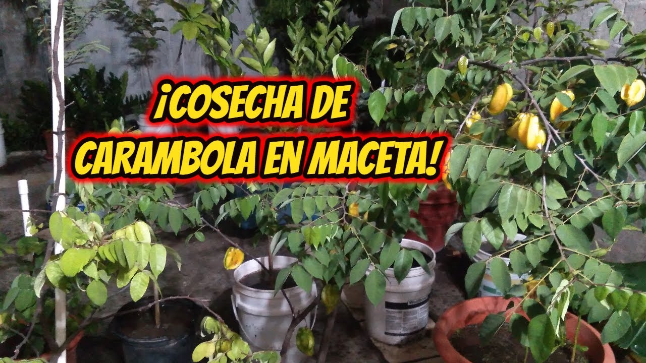 ¡Cosecha de CARAMBOLA EN MACETA!