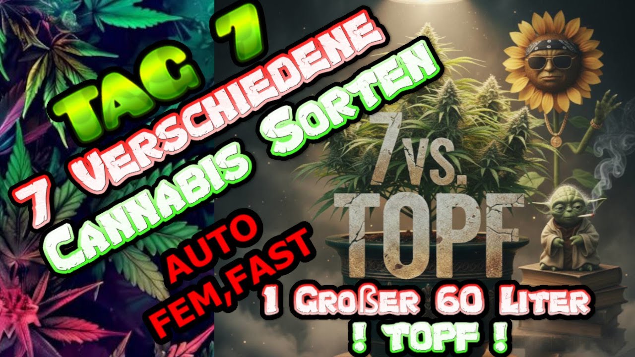 Cannabis Experiment 7Pflanzen VS 1TOPF! Neuer Grower Format. 