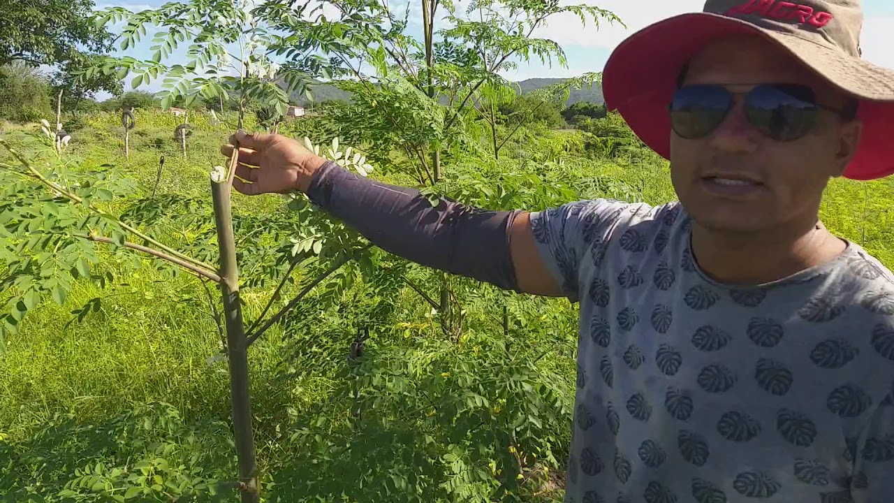 como podar moringa oleifera