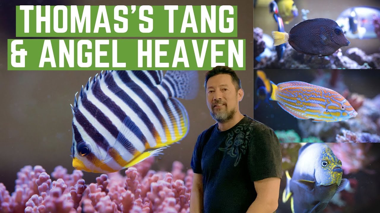 Thomas's Tang & Angel Heaven