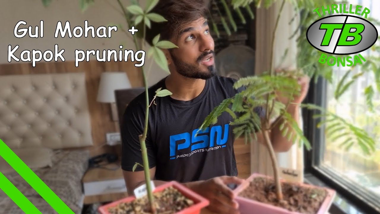 Gulmohar & Kapok Pruning - Seed to bonsai journey