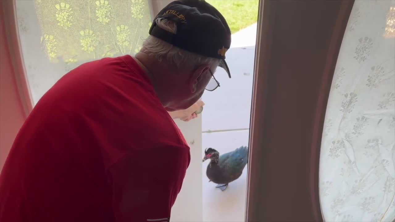 Aggressive muscovy duck terrorizes Cape Coral neighborhood, sending one resident to the hospital