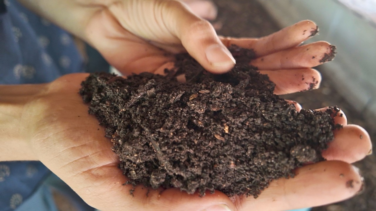 Our Best Tips for Raising Worms & Making the Ultimate Fertilizer