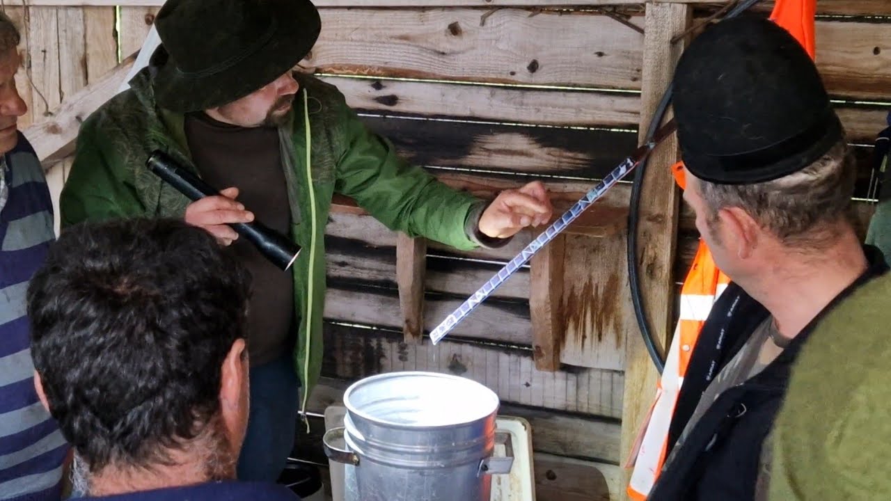 MĂSURATUL OILOR, TRADIȚII ȘI OBICEIURI LA STÂNA ȘERPI DIN TULIȘA, JUDEȚUL HUNEDOARA (partea 2)