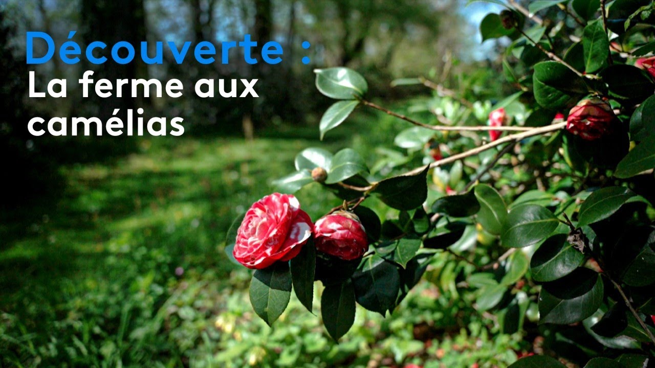 Découverte : la ferme aux camélias
