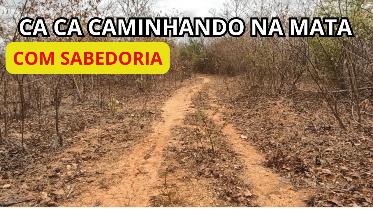 CA CA CAMINHANDO NA CAATINGA
