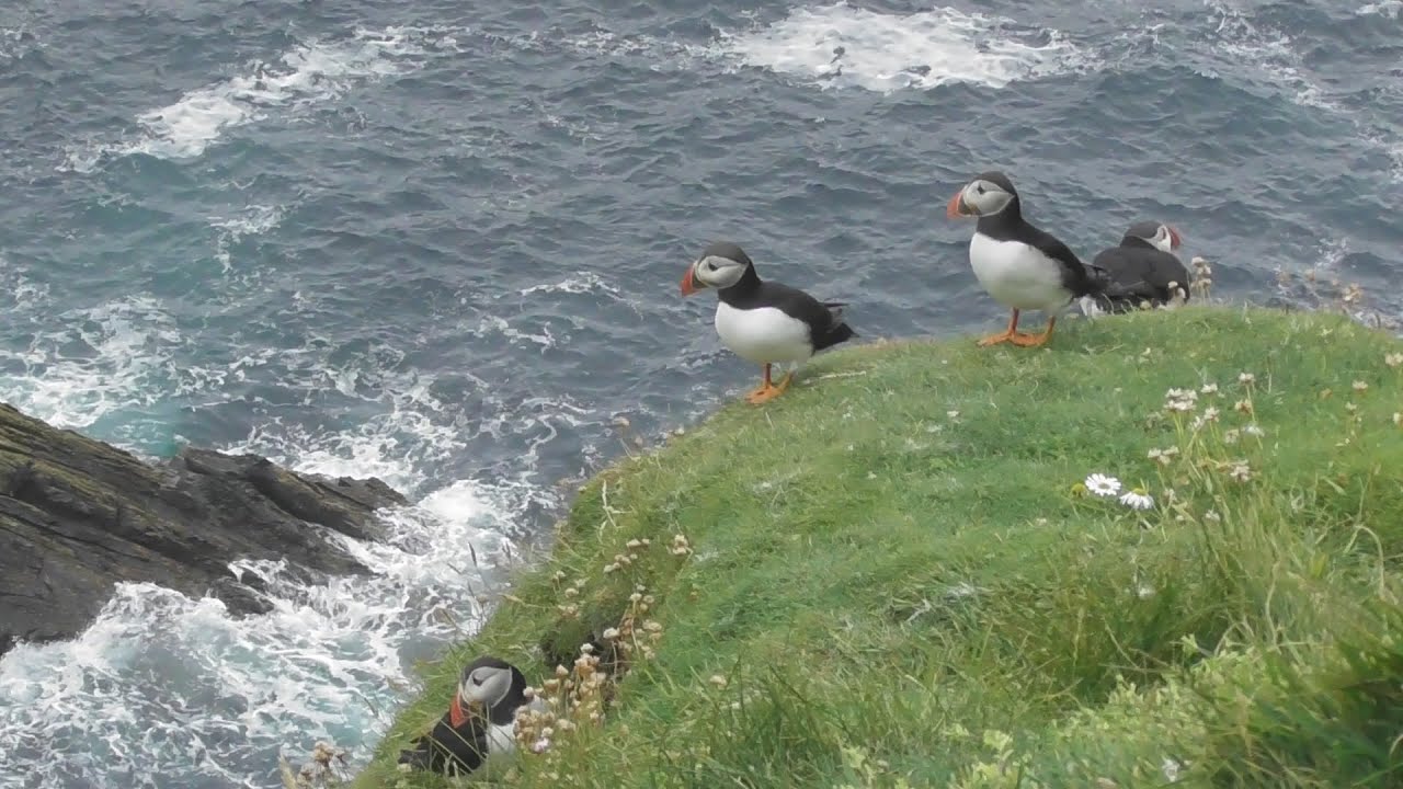 Sumburgh Head, Shetland [July 2017]