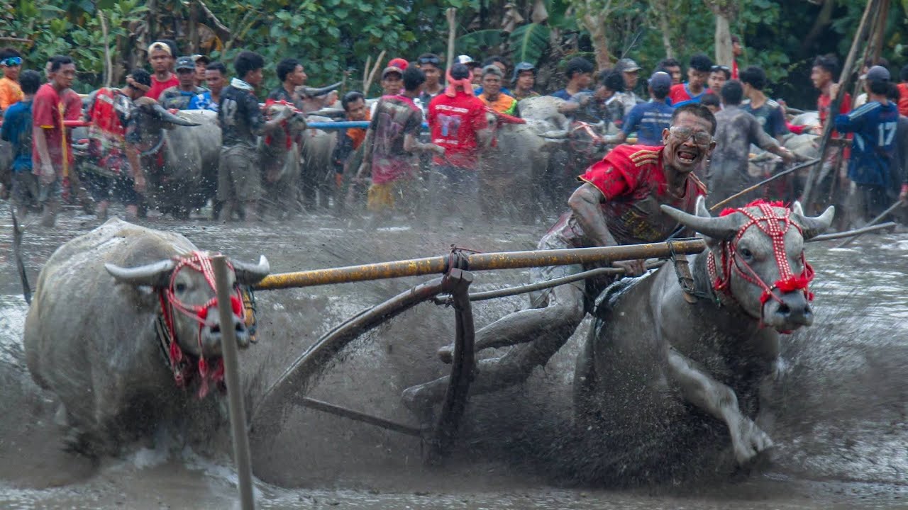 Terbaru BARAPAN KEBO SUMER PAYUNG SUMBAWA 