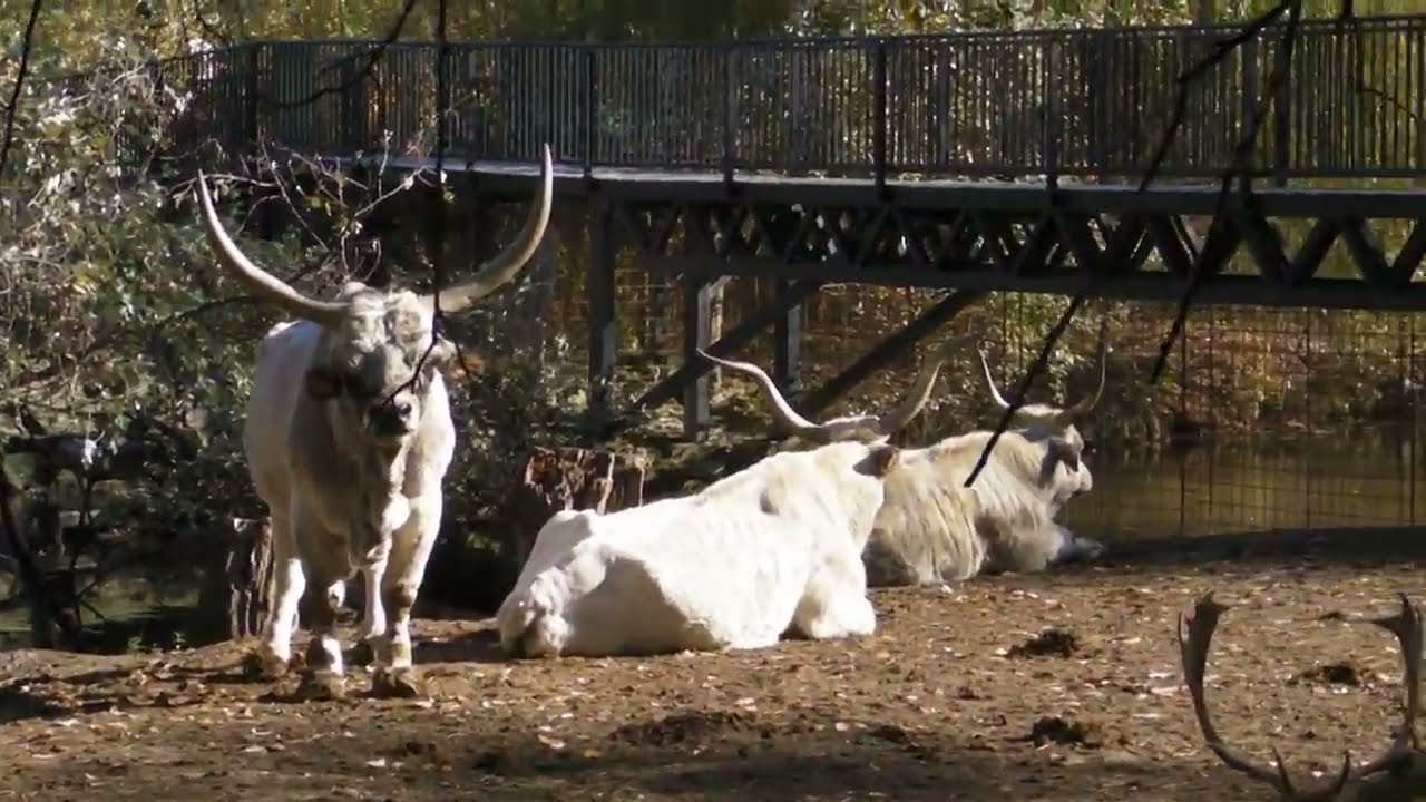 Zoo Palic