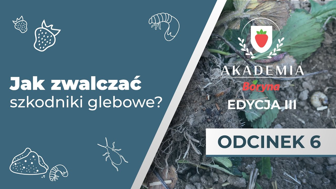 Opuchlaki, pędraki oraz inne szkodniki glebowe w uprawach jagodowych – jak się ich pozbyć?