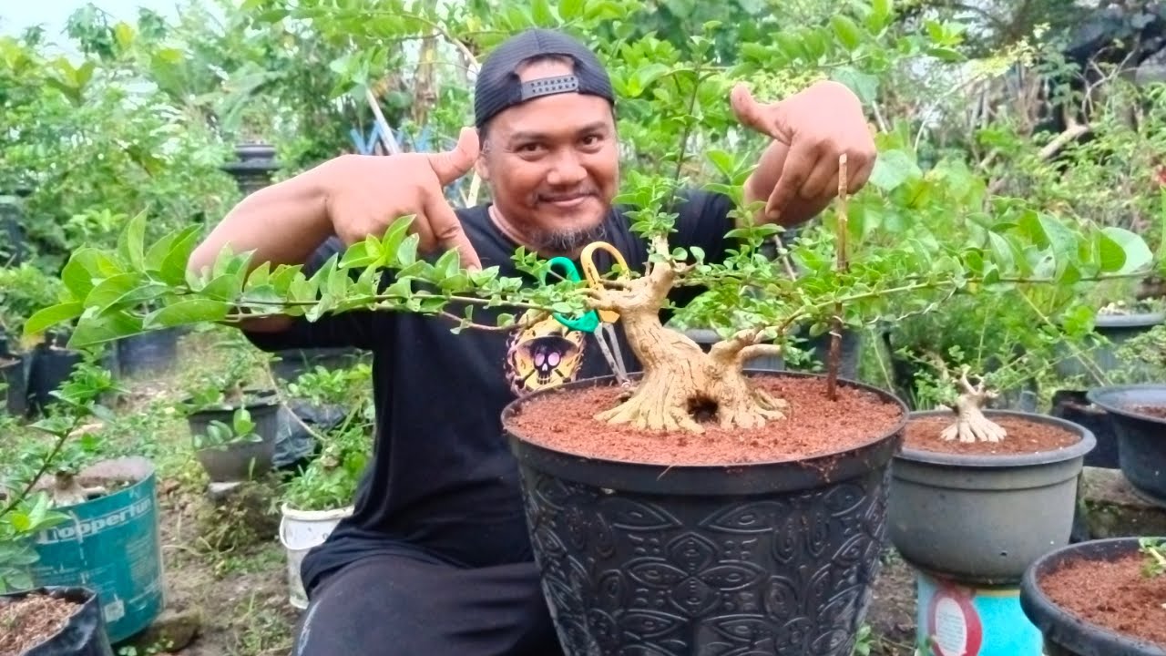 Part 3 cara atassi bonsai sancang tumbuh sebelah, pemula wajib tahu #real #bonsai #shortvideo 