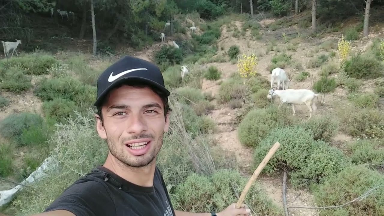 OĞLAKLARI KÜPELEDİK. YENİ CİVCİVLERİMİZ.