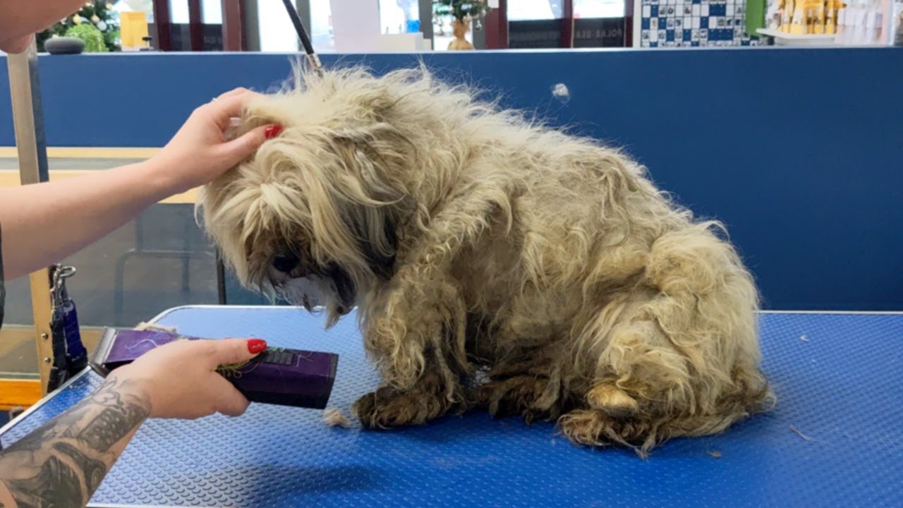 The Most Matted Dogs I've Ever Groomed!