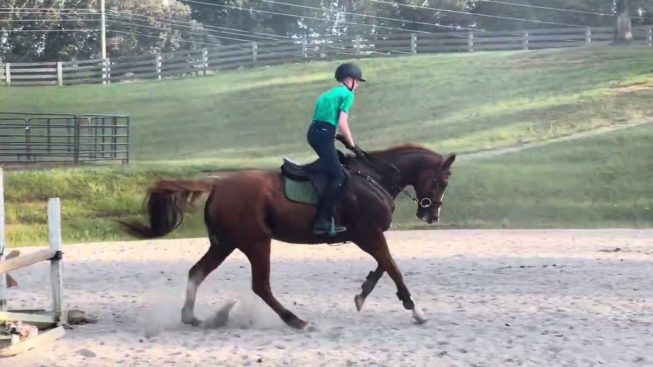 Golden Hughes - Jump school with junior rider 