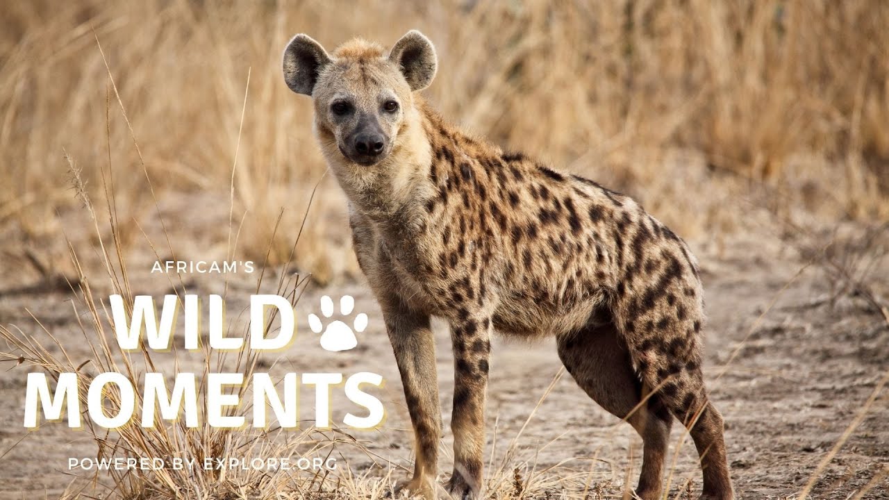 Wild Moments Show 2 3.10.22 | Africam Shows