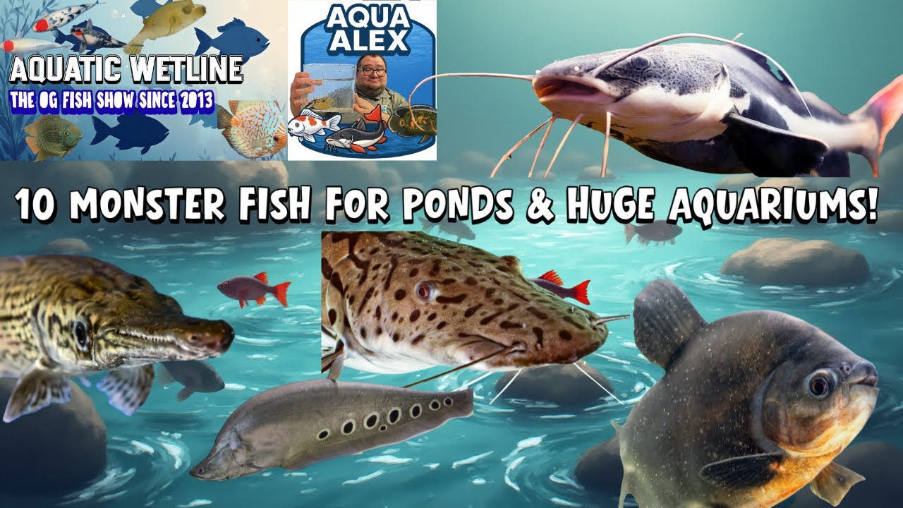 Aquatic Wetline: 10 MONSTER Fish For Ponds & HUGE Tanks