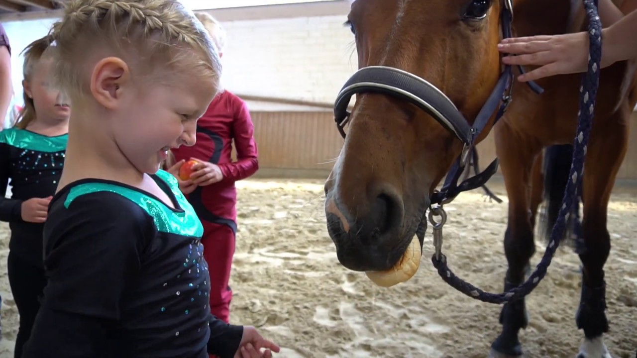 Reitverein Waldeck stellt sich vor | WLZ Sommertour 2019