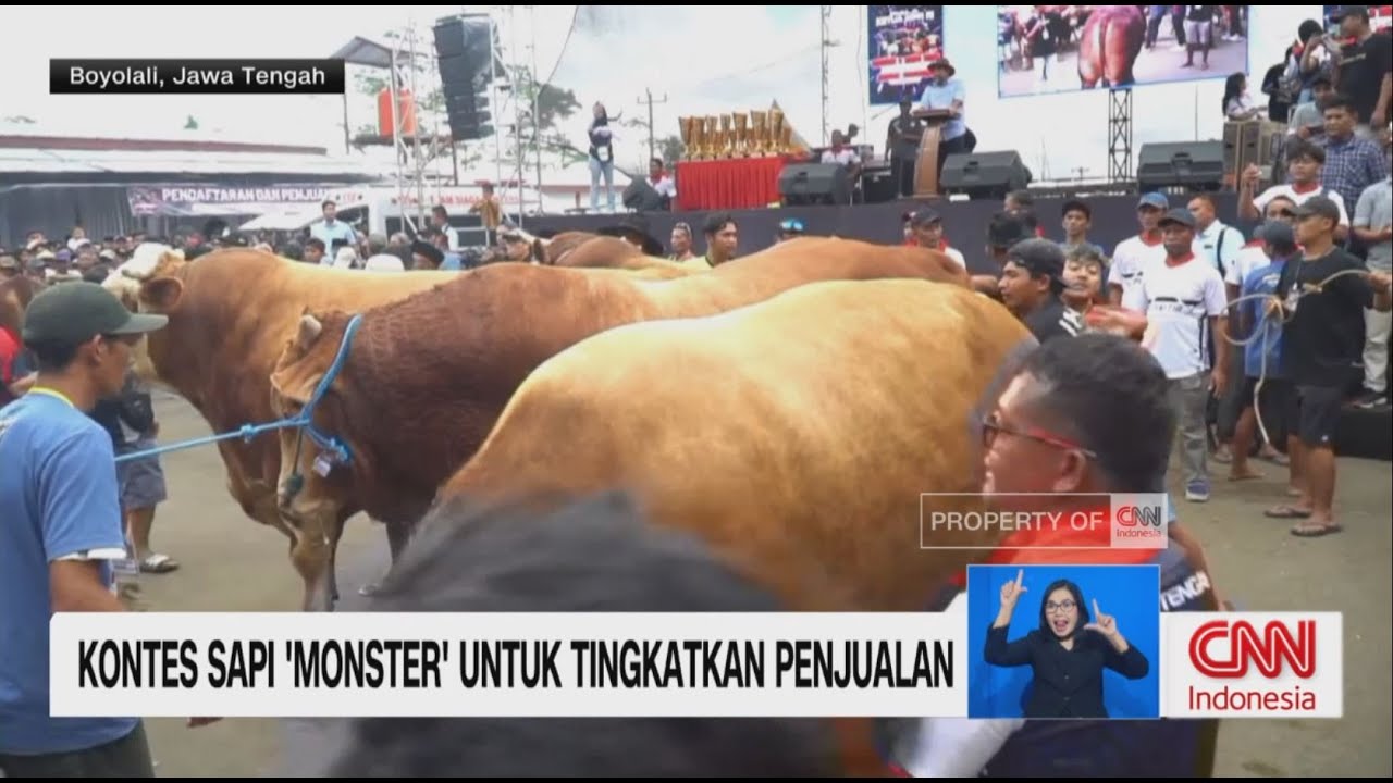 Kontes Sapi 'Monster' untuk Tingkatkan Penjualan