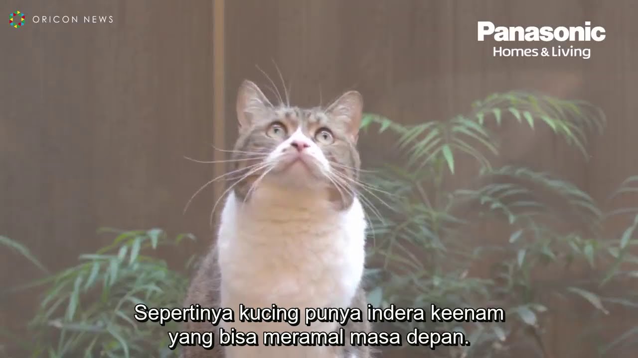 Iklan Panasonic Starring Gintoki dan Eren VA - Seiyuu Cats Sub Indo