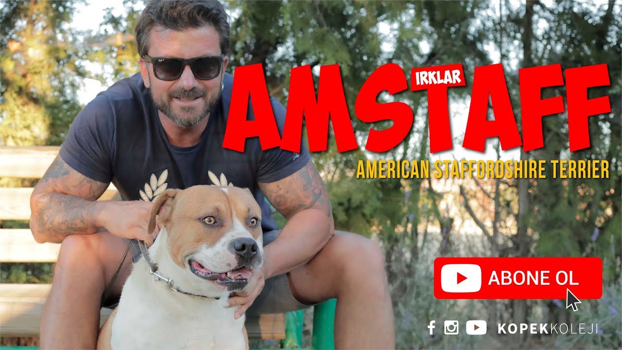 Köpek Irkları - Amerikan Staffordshire Terrieri (AMSTAFF)