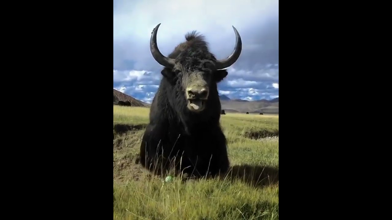 A very sharp horn wild Yak. #wild #Yak #shorts #tdvideo