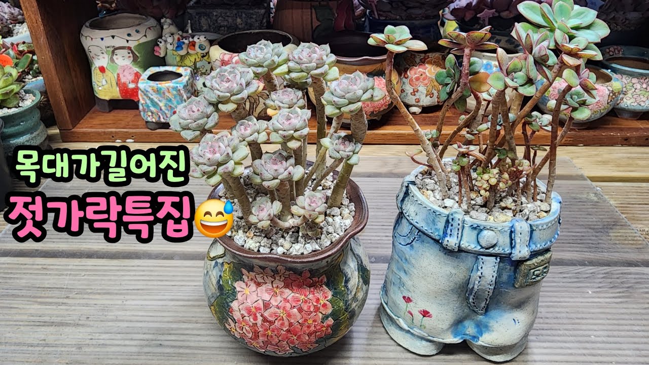 260209 보기힘든휘테이철화!살아온시간만큼길어진목대~젓가락특집이됬네요😅