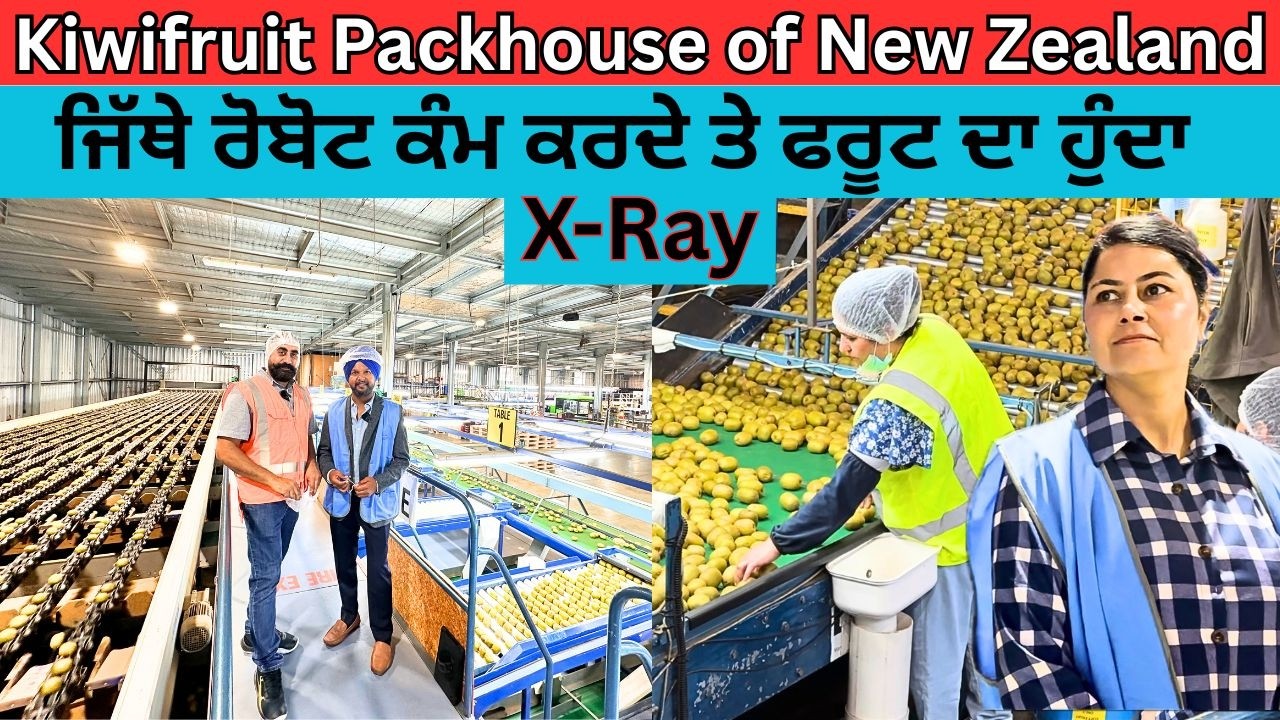 Kiwifruit FACTORY of New Zealand where ROBOTS PACK and Fruit is X-RAY before Packing