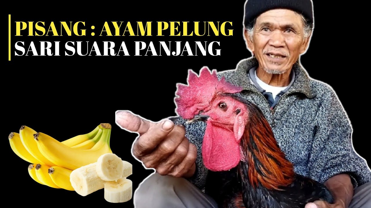 CARA MERAWAT SUARA AYAM PELUNG DENGAN PISANG SUARA EMPUK SARI PANJANG BITU