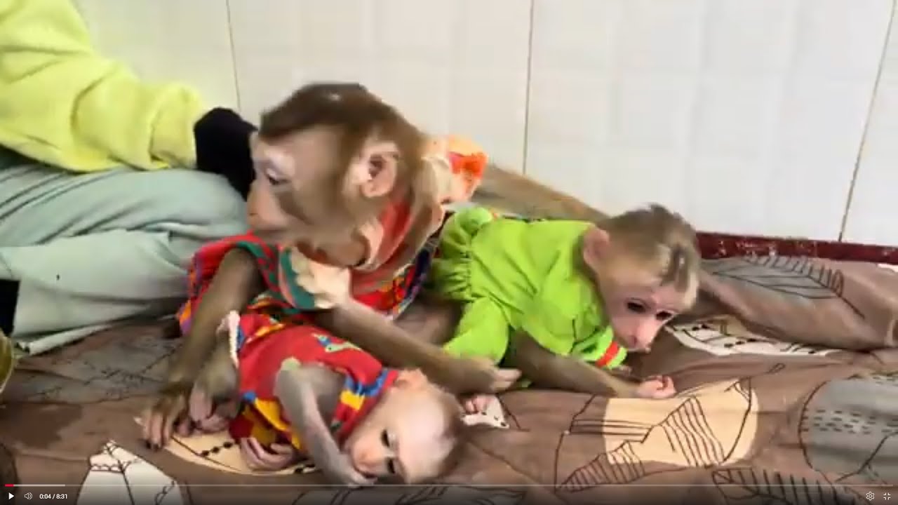 Baby monkey Bella Lucky and PoPo is playing
