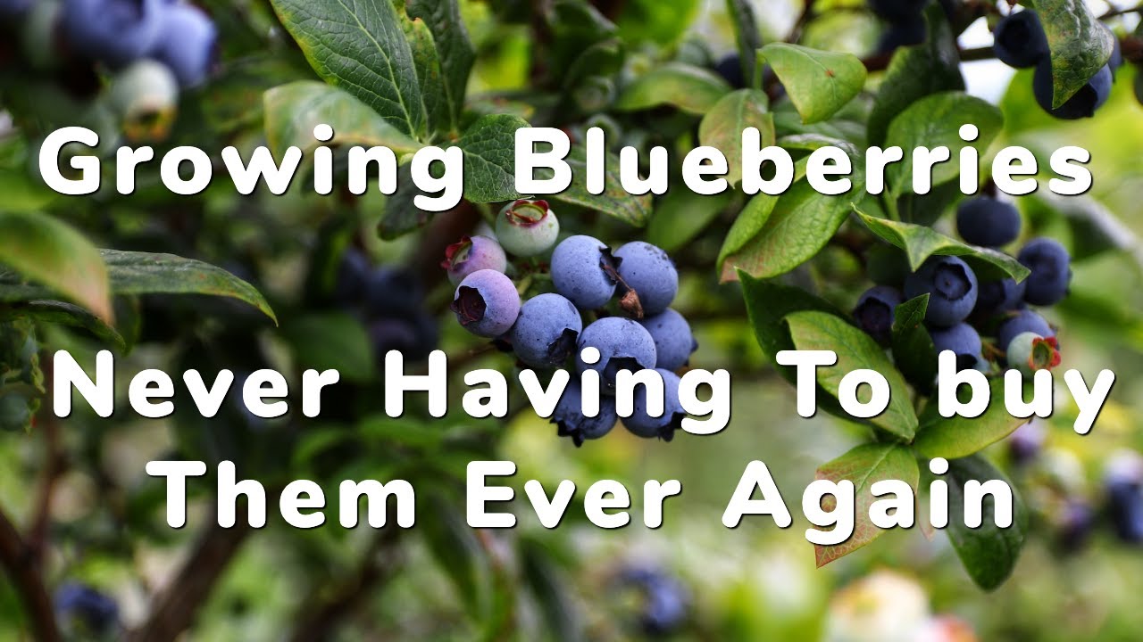 Growing Enough Blueberries To Feed My family For The Entire Year | In Containers