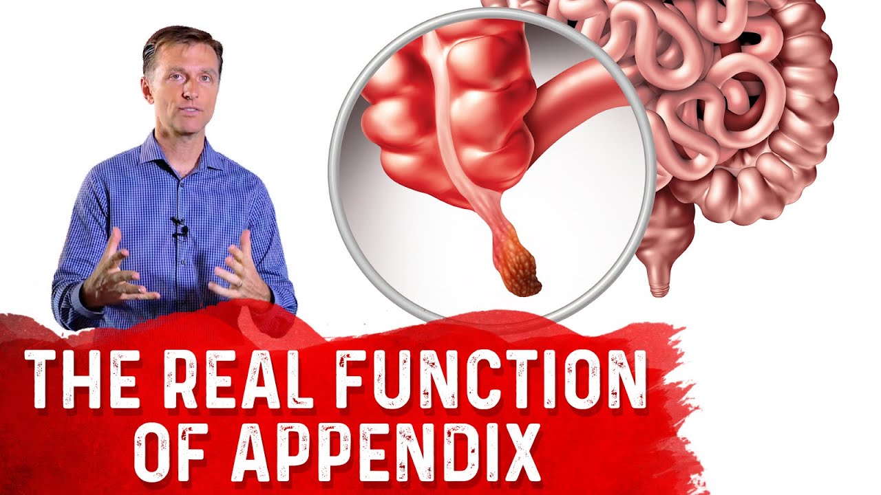 The REAL Function of Appendix &ndash; Dr. Berg
