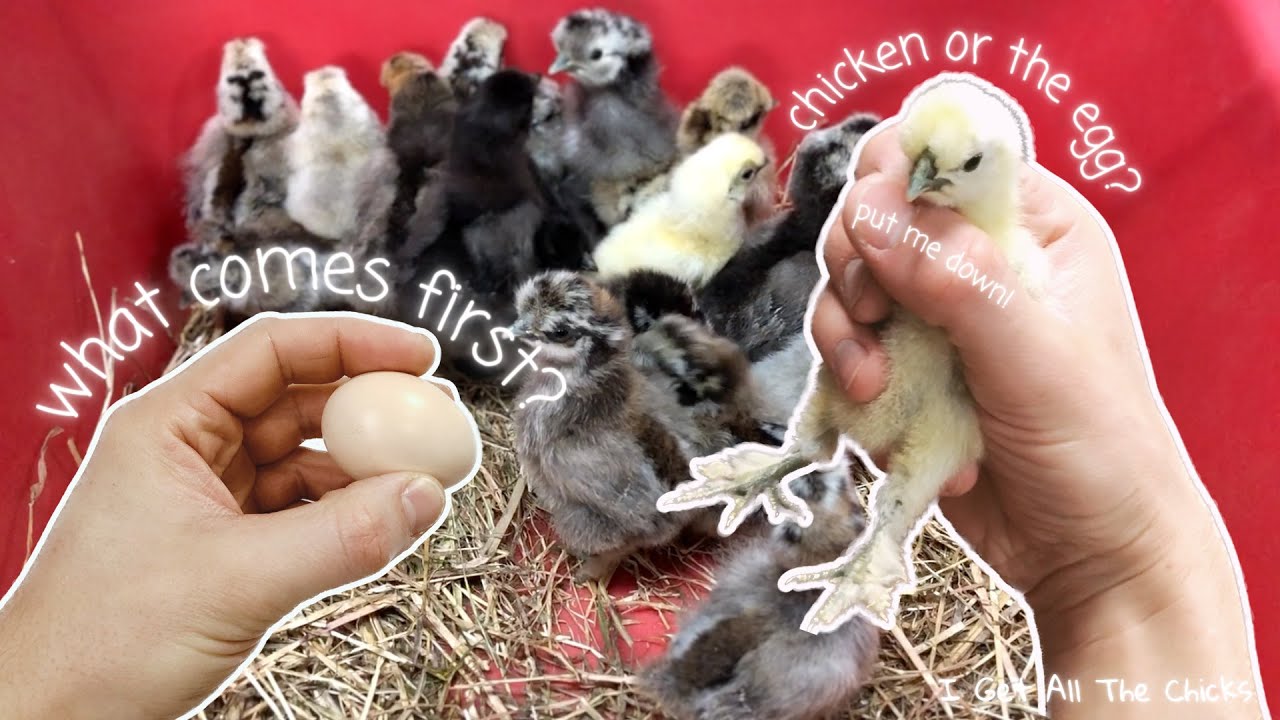 Cute Baby Silkie Chickens hatching from eggs | I Get All The Chicks