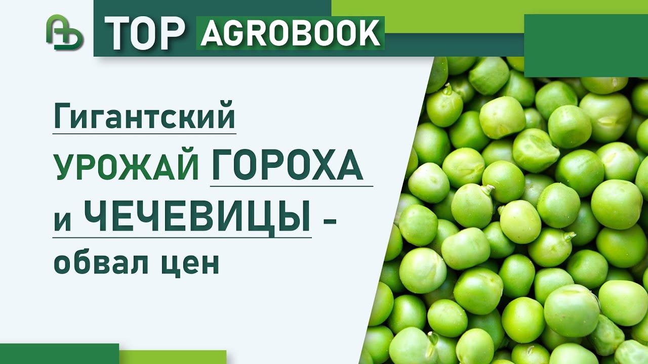 Гигантский урожай гороха и чечевицы - обвал цен | TOP Agrobook: обзор аграрных новостей