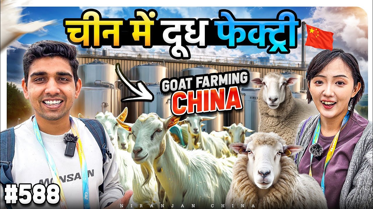 Goat milk factory China