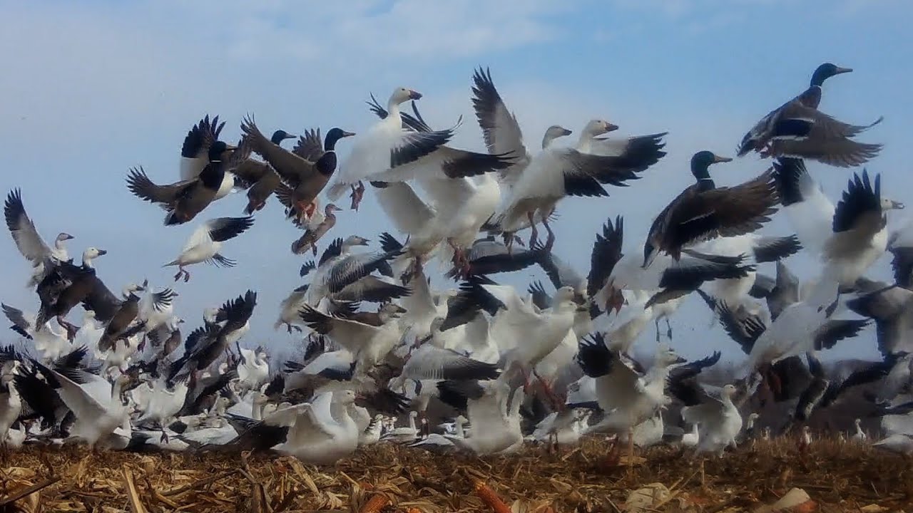 THOUSANDS OF SNOW GEESE, MALLARDS, FEED OPEN CORNFIELD, 3 LITTLE WHITETAIL BUCKS JOIN , WATERFOWL