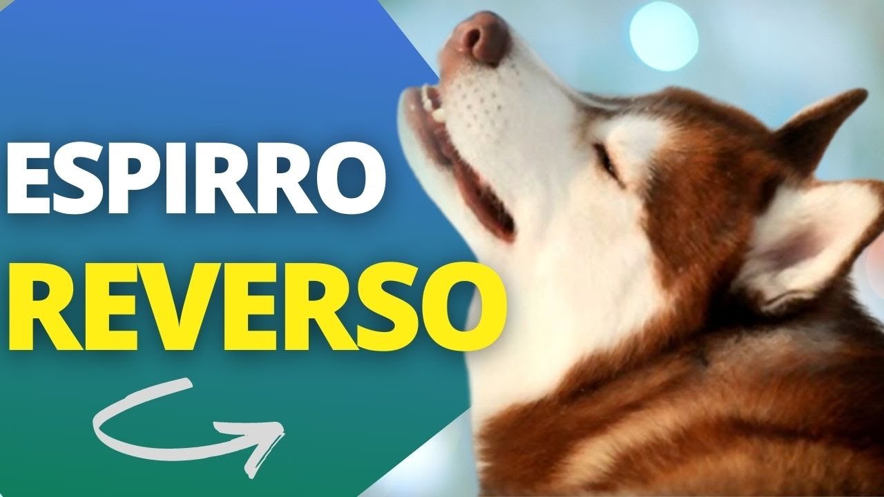 ESPIRRO REVERSO CACHORRO, O que é ? Como tratar?