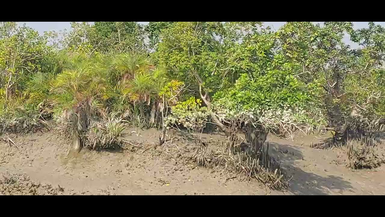 সুন্দরবনের জলে এবং জঙ্গলে