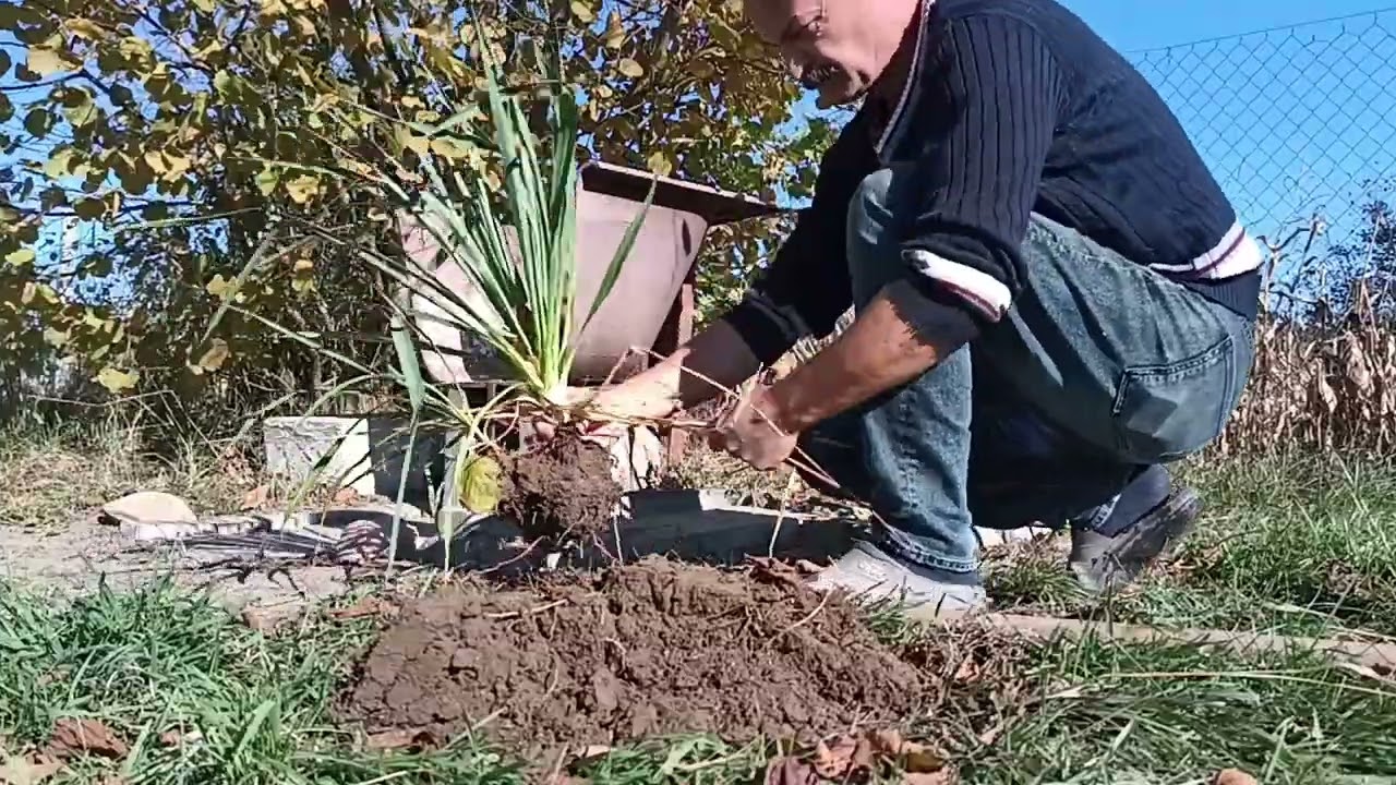 Yucca filamentosa / &icirc;nmulțire.