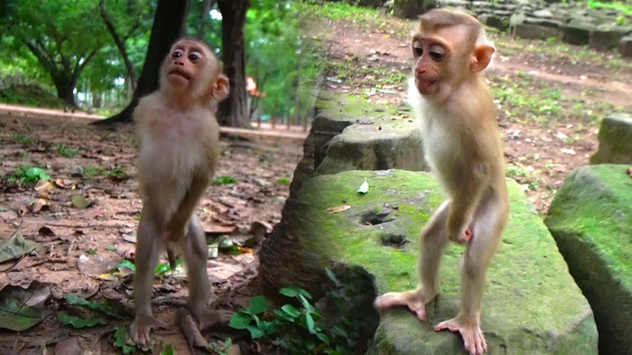 Tuesday morning Tinky stands up on two legs and welcomes me with brother Kosol waiting with fruit.🐒💞