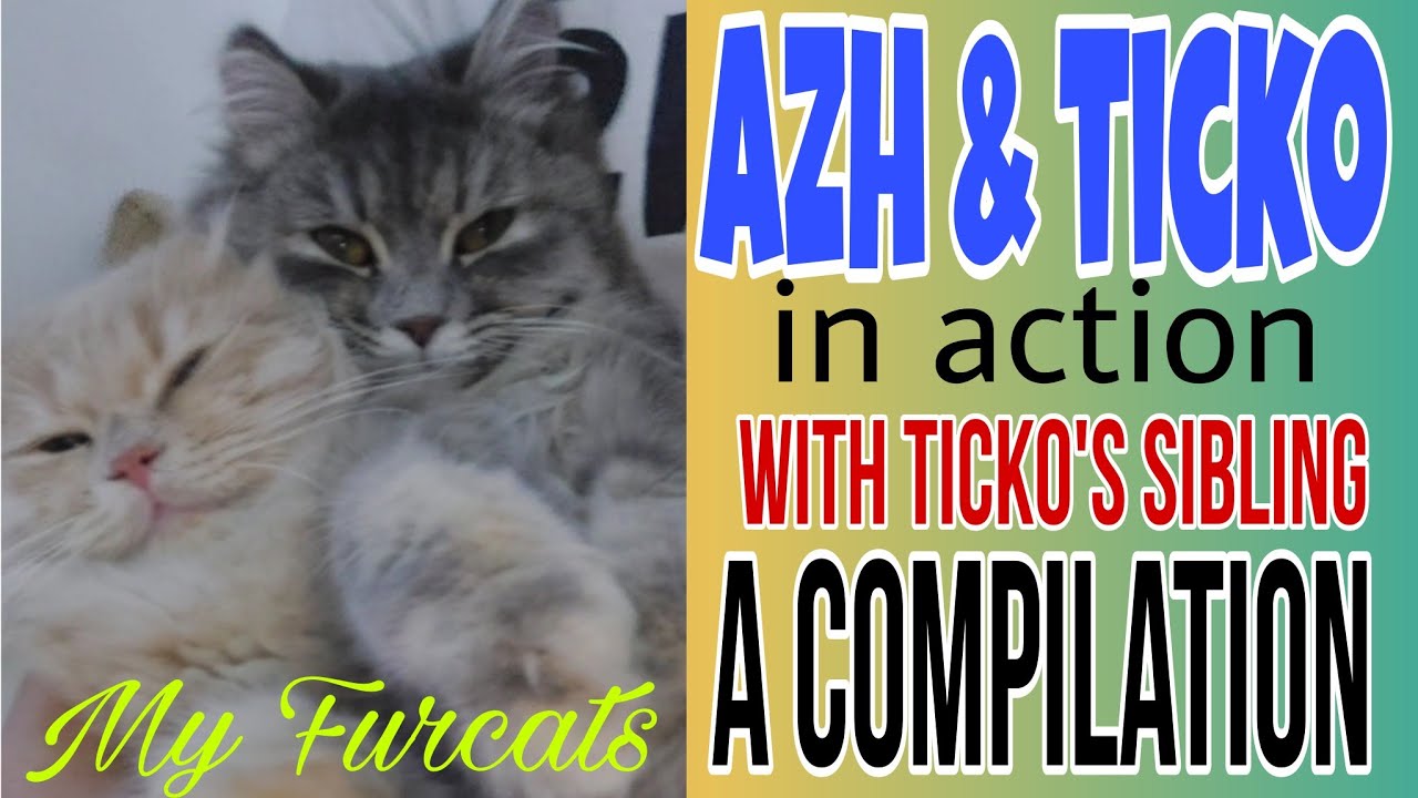#399 AZH & TICKO'S SIBLINGS  IN ACTIONS / A COMPILATIONS @licuptv