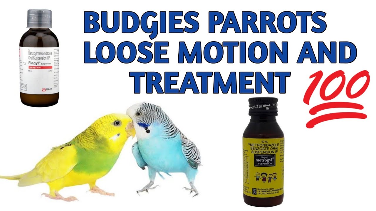 Budgies parrots Loose motion & Treatment | Loose motion ki wajah or us ka ilaj  kese kre